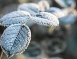 Meteorolojiden Kar, Rüzgar ve Zirai Don Uyarısı