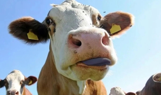 Muğla'da Mavi Dil Hastalığı Paniği! Karantina Başladı